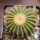 UEBELMANNIA pectinifera aff. f. nova RNK 97, clone 6, NEW !!! grafted