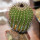 UEBELMANNIA pectinifera aff. f. nova RNK 98, clone 4, grafted