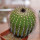 UEBELMANNIA pectinifera aff. f. nova RNK 98, clone 4, grafted
