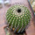UEBELMANNIA pectinifera aff. f. nova RNK 98, clone 4, grafted
