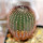 UEBELMANNIA pectinifera aff. crebrispina f. nova RNK 95, clone 8, grafted