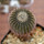 UEBELMANNIA pectinifera aff. crebrispina f. nova RNK 95, clone 8, grafted