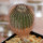 UEBELMANNIA pectinifera aff. crebrispina f. nova RNK 95, clone 8, grafted