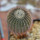 UEBELMANNIA pectinifera aff. crebrispina f. nova RNK 95, clone 8, grafted