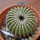 UEBELMANNIA pectinifera var. crebrispina  RNK 69, grafted