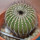 UEBELMANNIA pectinifera var. crebrispina  RNK 69, grafted