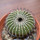 UEBELMANNIA pectinifera var. crebrispina  RNK 69, grafted