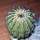 UEBELMANNIA pectinifera var. inhaiensis n.n. RNK 11, Boa Vista, Inhaí, SEEDLING