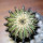 UEBELMANNIA pectinifera var. inhaiensis n.n. RNK 11, Boa Vista, Inhaí, SEEDLING