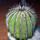 UEBELMANNIA pectinifera var. inhaiensis n.n. RNK 11, Boa Vista, Inhaí, SEEDLING