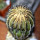 UEBELMANNIA pectinifera var. inhaiensis n.n. RNK 11, Boa Vista, Inhaí, SEEDLING
