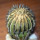 UEBELMANNIA pectinifera var. inhaiensis n.n. RNK 11, Boa Vista, Inhaí, SEEDLING