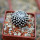 MAMMILLARIA luethyi, own roots, rooted offset