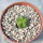 AZTEKIUM valdezii GCG 10893, 1 cm, Loma Alta, NL., Mex., SEEDLING