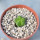 AZTEKIUM valdezii GCG 10893, 1 cm, Loma Alta, NL., Mex., SEEDLING