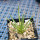 AGAVE albopilosa, pot 9 cm, clone 2, mother offset, not tissue culture
