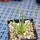 AGAVE albopilosa, pot 9 cm, clone 2, mother offset, not tissue culture