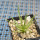 AGAVE albopilosa, pot 9 cm, clone 2, mother offset, not tissue culture