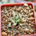 MAMMILLARIA bertholdii GCG 10006, San Pedro de Quichapa, Oax., SEEDLING