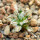 MAMMILLARIA bertholdii GCG 10006, San Pedro de Quichapa, Oax., SEEDLING