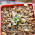 MAMMILLARIA bertholdii GCG 10006, San Pedro de Quichapa, Oax., SEEDLING