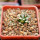 MAMMILLARIA bertholdii GCG 10006, San Pedro de Quichapa, Oax., SEEDLING