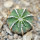 AZTEKIUM hintonii, 2,3 cm, SEEDLING