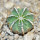 AZTEKIUM hintonii, 2,3 cm, SEEDLING