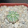 AZTEKIUM hintonii, 2,3 cm, SEEDLING