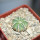 AZTEKIUM hintonii, 2,3 cm, SEEDLING