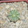 AZTEKIUM hintonii, 2,3 cm, SEEDLING