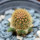 BRACHYCEREUS nesioticus clone P4, 2 cm, grafted offset