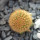 BRACHYCEREUS nesioticus clone F, 2,4 cm, grafted offset