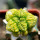 ARIOCARPUS fissuratus f. gracilis variegata, Terlingua