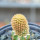BRACHYCEREUS nesioticus clone F, 2,4 cm, grafted offset