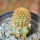 BRACHYCEREUS nesioticus clone F, 8 cm pot, grafted offset