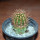 JASMINOCEREUS thouarsii clone 1, 9 cm pot, grafted offset