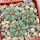 AZTEKIUM ritteri f. intercostatum GCG 10888, 3 pcs., 1,6 - 1,7 cm, 5 cm pot, SEEDLINGS