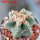 AZTEKIUM valdezii GCG 10893, clone B, own roots, 5,5 cm pot, rooted offset  