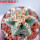 AZTEKIUM valdezii GCG 10893, clone B, own roots, 5,5 cm pot, rooted offset  