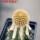 BRACHYCEREUS nesioticus clone P1, 7 cm pot, grafted