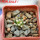 MAMMILLARIA bertholdii GCG 10006, 5 cm pot, SEEDLING