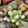MAMMILLARIA bertholdii GCG 10006, 5 cm pot, SEEDLING