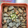 MAMMILLARIA bertholdii GCG 10006, 5 cm pot, SEEDLING