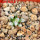 MAMMILLARIA bertholdii GCG 10006, 5 cm pot, SEEDLING