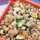 MAMMILLARIA bertholdii GCG 10006, 5 cm pot, SEEDLING