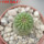 TRICHOCAULON similis, 5 cm pot, seedling