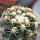 DISCOCACTUS petr-halfari MH 725, SEEDLING