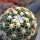 DISCOCACTUS petr-halfari MH 725, SEEDLING