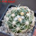 DISCOCACTUS petr-halfari MH 725, SEEDLING